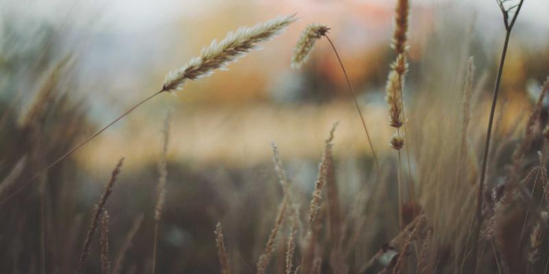 划船机vs椭圆机：大基数减脂与关节保护的双重考量 | 运动营养与WL FIT指南