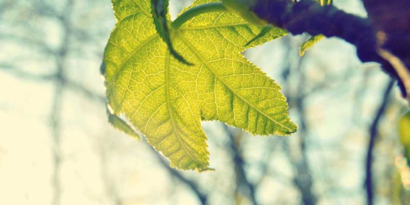 战绳训练原理与课程设计：结合哑铃与WL FIT体系，打造爆发力与心肺巅峰