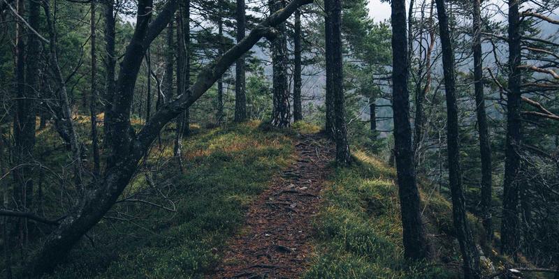 智能健身镜选购全攻略：品牌对比、功能解析与家庭健身场景适配，兼顾运动营养与维生素补充