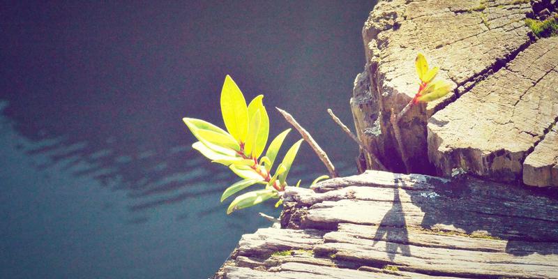 运动营养与哑铃训练全攻略：WL FIT科学健身体系解析